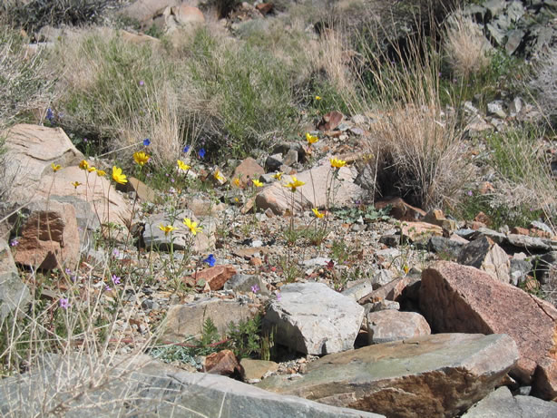 more spring wildflowers