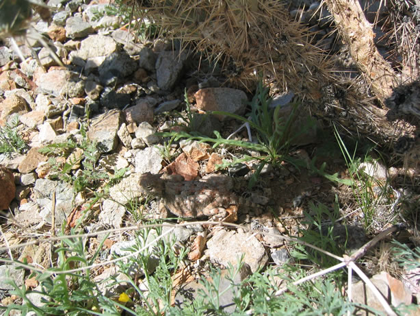 A little horned friend.