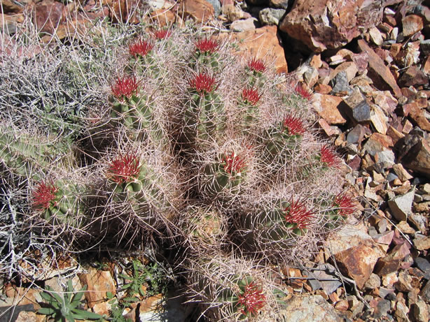 hedgehog cactus