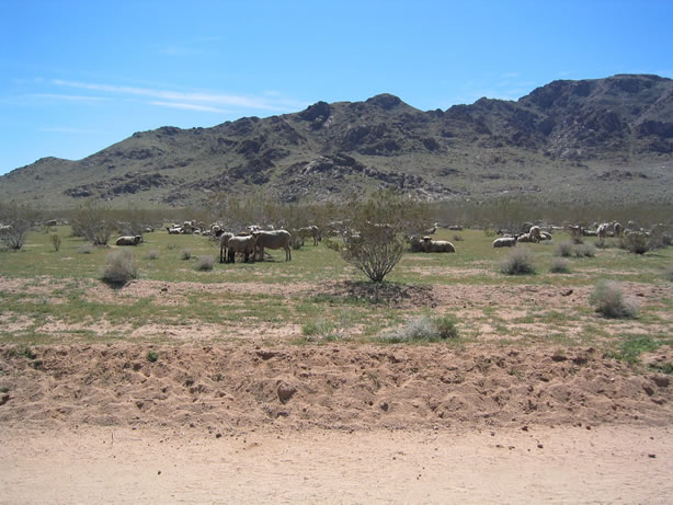 Sheep on the flats near the Sidewinder Quarry.