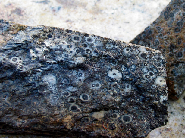 bugeye rhyolite
