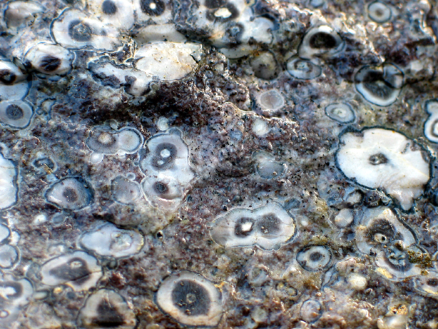 bugeye rhyolite