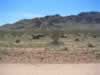 Sheep on the flats near the Sidewinder Quarry. (72kb)