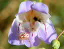 spider on flower