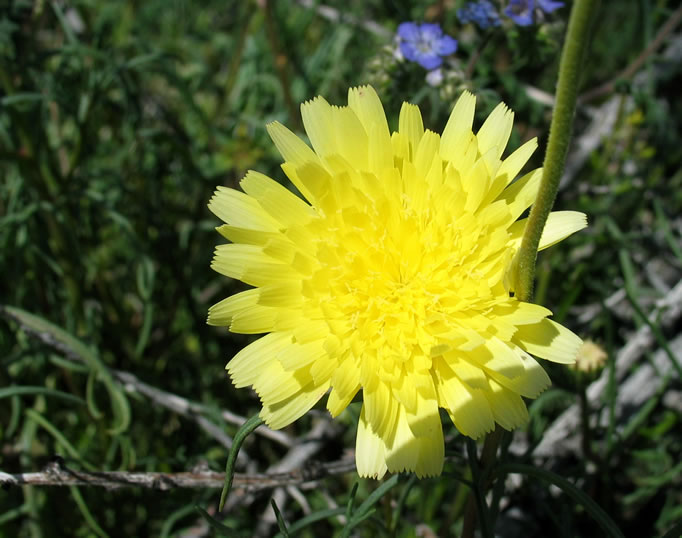 desert dandelion