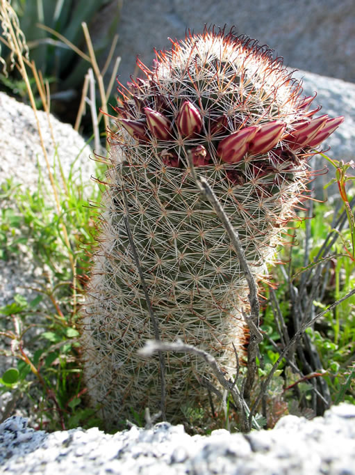 The abundant nipple cacti were almost ready to bloom.