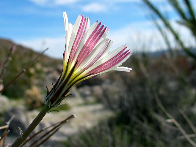 This partially opened desert chicory shows off some striking purple stripes.