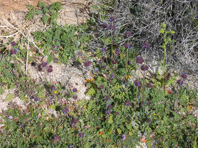 Numerous patches of chia were found in and around the village site.