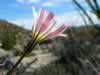 This partially opened desert chicory shows off some striking purple stripes. (50kb)