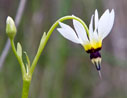 shooting star flower