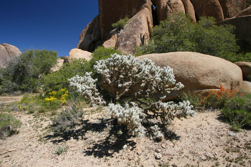 This massive silvery cholla is an impressive specimen.