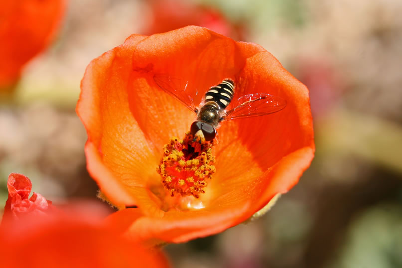 An American hover fly stops by for a snack.