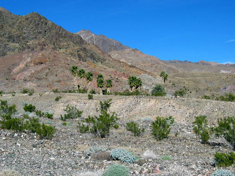 The palms at Ibex Springs are a bit of a shock in the midst of such a desolate area.