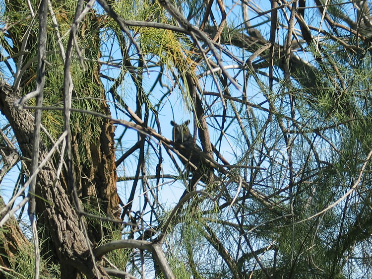 As we wandered by these timber and rock skeletons, a willow tree erupted into a flapping mass of fleeing horned owls.  At least twelve, or various sizes, had been in the tree.  This guy was the rear guard.
