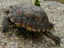 baby desert tortoise near Rainbow Basin