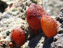 nodules