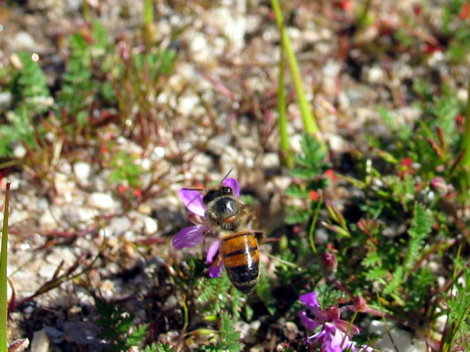 The abundance of wildflowers attracted hungry bees.