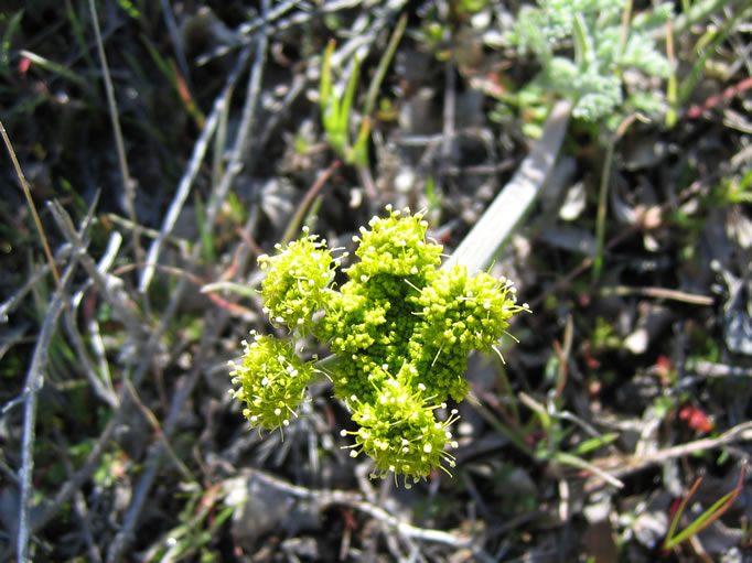 Anyone know what this mystery plant is?