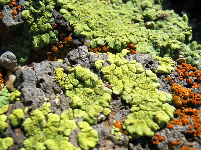 colorful lichen