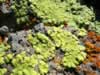 colorful lichen (127kb)