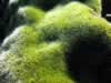 Patches of moss could be found in shaded nooks on rocks. (133kb)