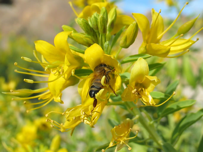 Bladder pod bushes are popular with the bees today.