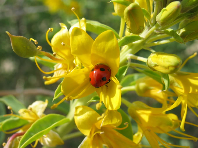 This lady bug sneaks in for some nectar, too.