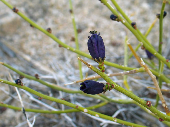 We almost overlooked the delicate purple blossoms on this Turpentine Broom bush, so named because of its pungent odor.