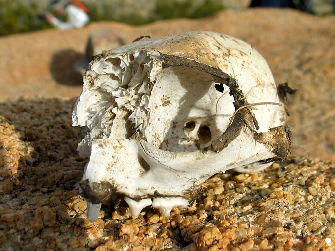 Jamie uncovers the partial remains of what might be a kit fox skull.