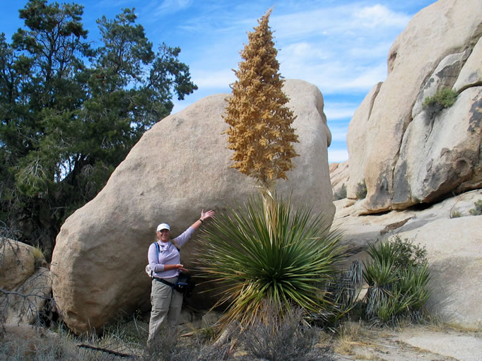 Jamie gives perspective to this large nolina.