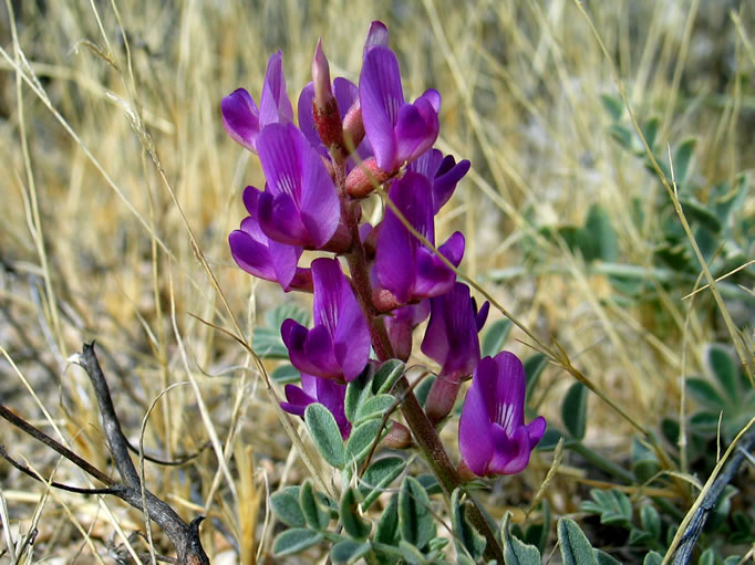 This colorful tiny plant is a type of vetch.