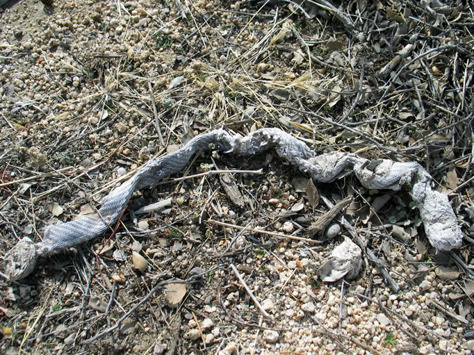 This one looks like the coyote ate a length of braided rope.  At least the rabbits are happy about this dietary shift!