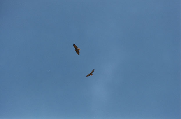 red tail hawks