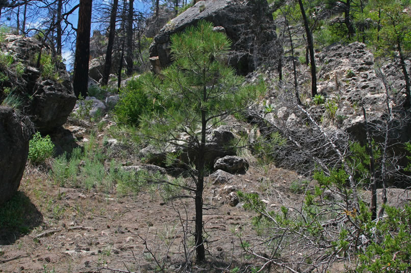 Today we've taken a break from family reunion activities and returned to the area of the Black Canyon Rock Shelter.  We figure since this area was heavily used for a long period of time, that with a little hunting we should be able to locate some additional sites in the vicinity of the shelter.  In fact, just behind the small pine tree in the center of the photo, we've made a discovery!