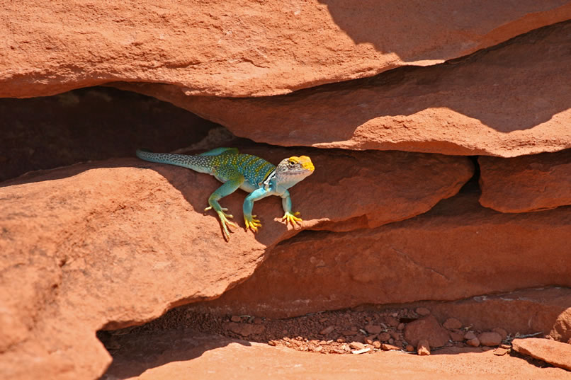 It's a stunningly beautiful male eastern collared lizard (Crotaphytus Collaris) in its full, insanely bright, mating colors.