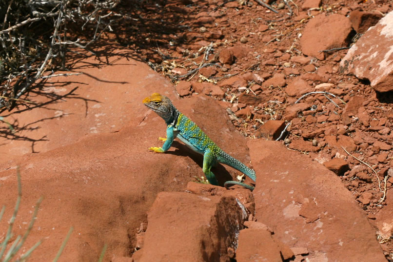 These lizards are pretty much omnivorous.  They'll eat berries, leaves and flowers in a pinch, but prefer insects, small snakes and other lizards.  Their large heads and powerful jaws are capable of crushing the skulls of smaller lizards.  Obviously, picking one up isn't a good idea.  They will bite and those powerful jaws are quite capable of drawing blood!