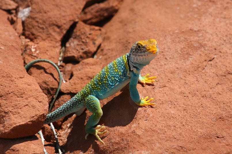 Look at those cute little lizard lips!