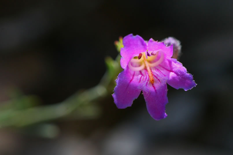 Seeing this dazzlingly beautiful blossom is a nice reward in itself.