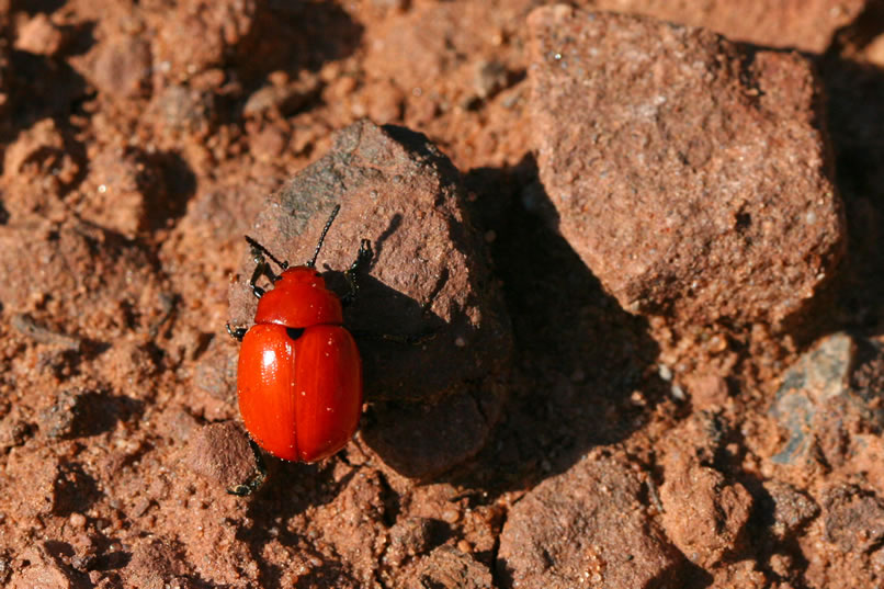 For a moment, we forget all about crystals as we take a couple of photographs of this brilliantly colored beetle.