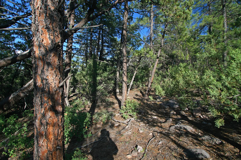 This is a representative look at the terrain that we're hunting in.  Hidden among the trees are the boulders that contain the quartz crystals.