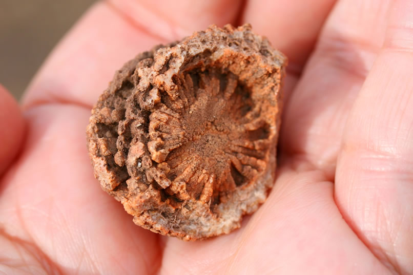 Here's a look at the bottom of the specimen.  These corals were quite interesting in that they fed by using tentacles to capture and sweep organisms into their mouths.