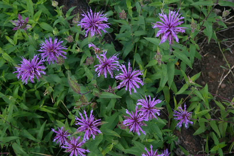 As we hike along a trace of the old Crook Trail, we're astounded by the lush vegetation and colorful wildflowers.