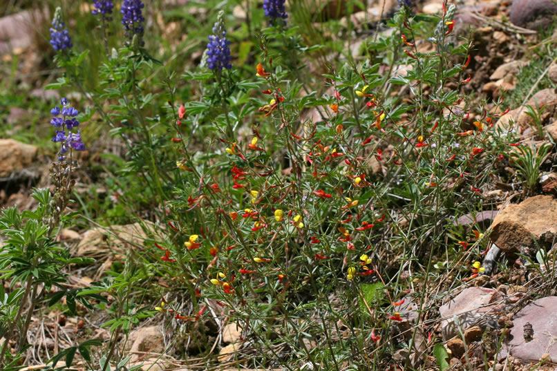 A colorful mix of rock-pea and lupine.