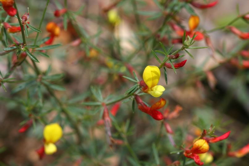A closer look at the rock-pea and its yellow blossoms which become orange and red tinged with age.