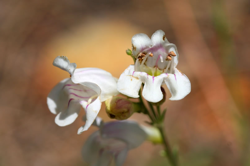 penstemon