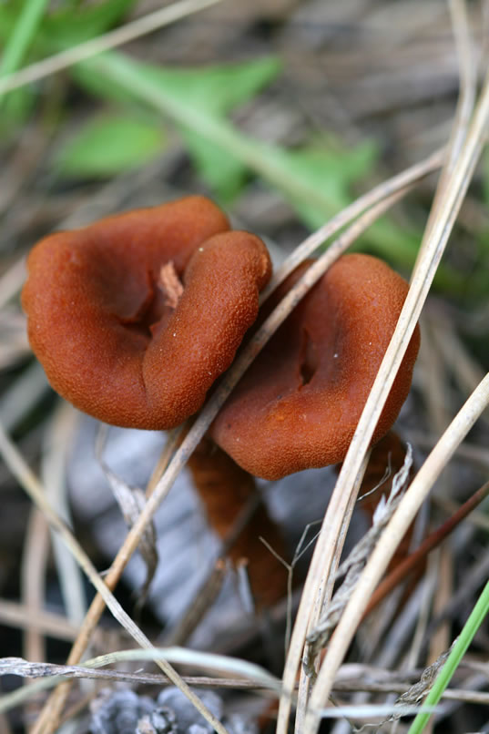 Due to the damp, loamy soil there are also plenty of fungi around.