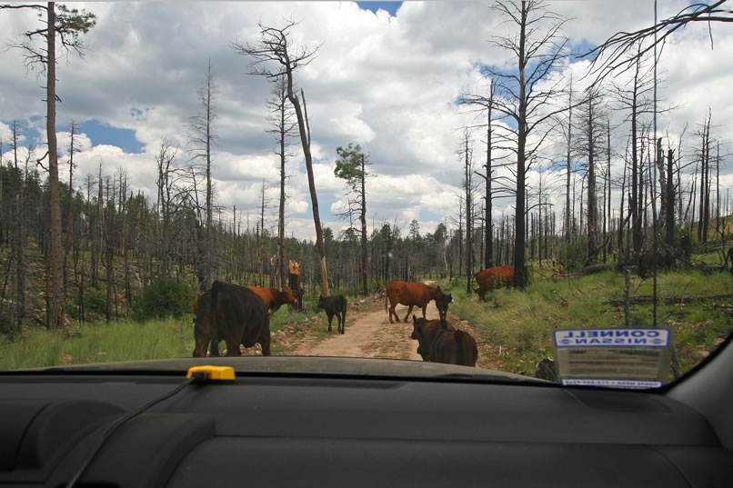 And we thought the Southern California freeways were congested!