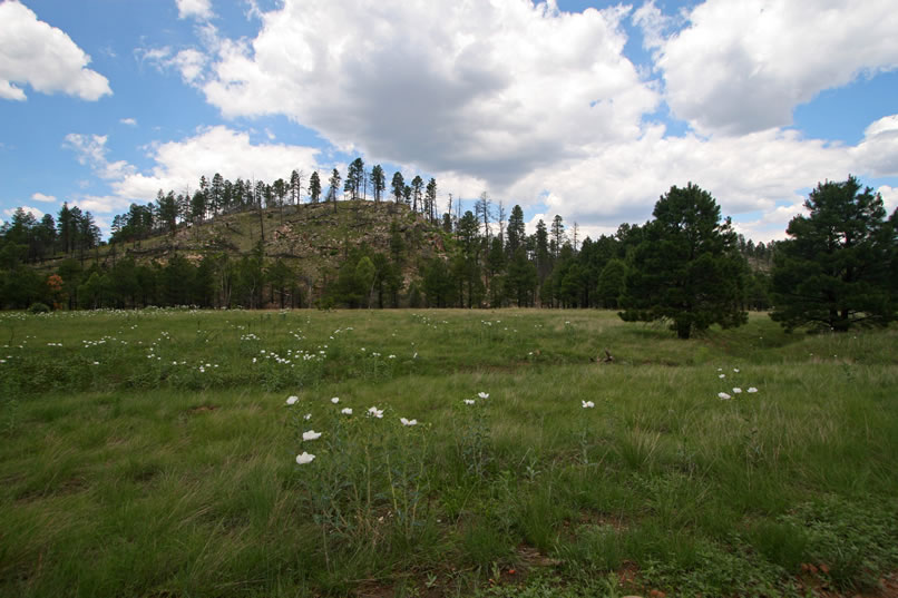 A bit further down Black Canyon Road, we make a stop at yet another historic spot.  As you can see, the meadows nearby are dotted with white prickly poppy.