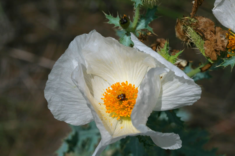 Not only is the poppy protected by its prickly stems, but it also contains toxic alkaloids that can cause serious problems if ingested.