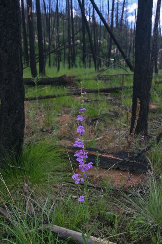 A colorful penstemon along the way.